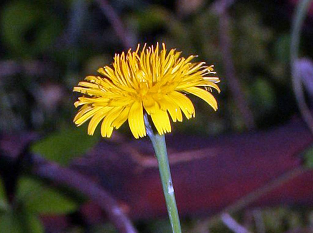 The flower of the hairy cats ear is a look-alike for the dandelion. The name comes from its fuzzy leaves. (Photo by Forest and Kim Starr)