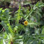 The prickly sow thistle is not actually a member of the thistle family; it is part of the same family as the dandelion and hairy cats ear. (Photo by Emoke Dénes)