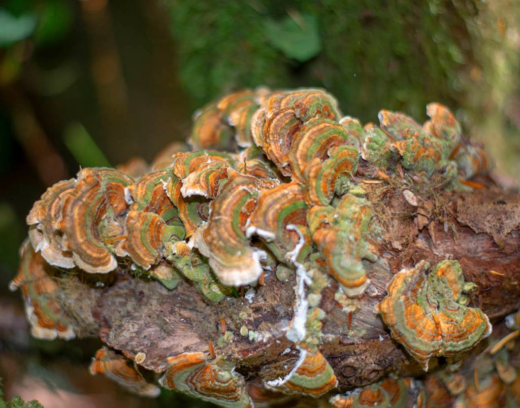 Patricia Jollimore photo