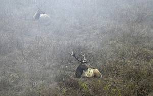 As fire burns, activists sneak in to bring water to parched elk. Should they?