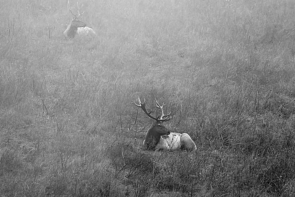 As fire burns, activists sneak in to bring water to parched elk. Should they?