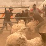 As death toll mounts, volunteers brave Oregon wildfires to rescue stranded livestock