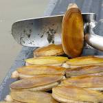 COURTESY DEPARTMENT OF FISH AND WILDLIFE                                 Razor clam digs begin Sept. 16 at three beaches. Tentative digs have been scheduled through the end of December.