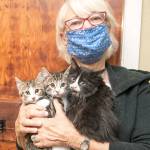 Adoptable pets of the week — Kittens galore!