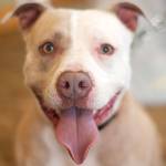 Adoptable pet of the week — Luna