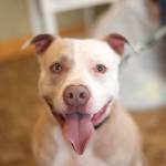 Adoptable pet of the week — Luna