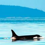 Photo courtesy of Washington Department of Fish and Wildlife