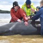 Australian rescuers save 108 whales after mass stranding