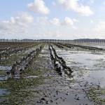 The Daily World file photo                                Oyster lines near Westport at low tide. Washington is the leading U.S. producer of farmed oysters and clams, but local and global market demand for Washington shellfish has dropped dramatically since January.
