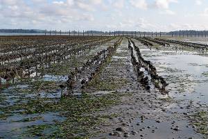 State grants up to $5,000 available for shellfish producers impacted by COVID-19