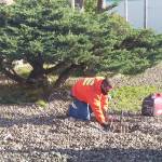 Dusty Dixon, a City of Aberdeen electrician, works on the base of a sheared-off light pole off of State Street on Wednesday morning. It was one of two street lights destroyed by a hit-and-run driver earlier. (David Haerle/The Daily World)