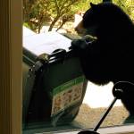 A black bear attempts to get into a compost bin while searching for food at an undisclosed home in Washington. (Photo courtesy of WDFW)