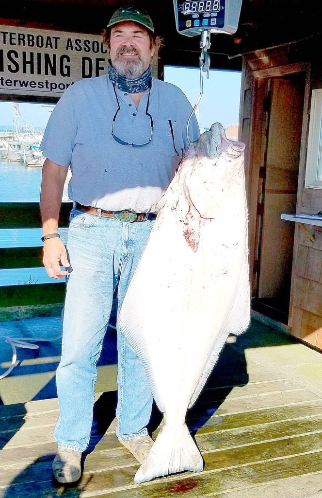 COURTESY WESTPORT WEIGHMASTER Keith Nelson from Tulalip with his Westport Charterboat Association derby-winning halibut, a 63.9-pounder caught Aug. 13 from the charterboat Angler.