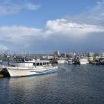 DAN HAMMOCK | THE DAILY WORLD The Westport sport fishing season has wound down for the year, with most of the charter fleet moored in the Westport Marina Oct. 10.