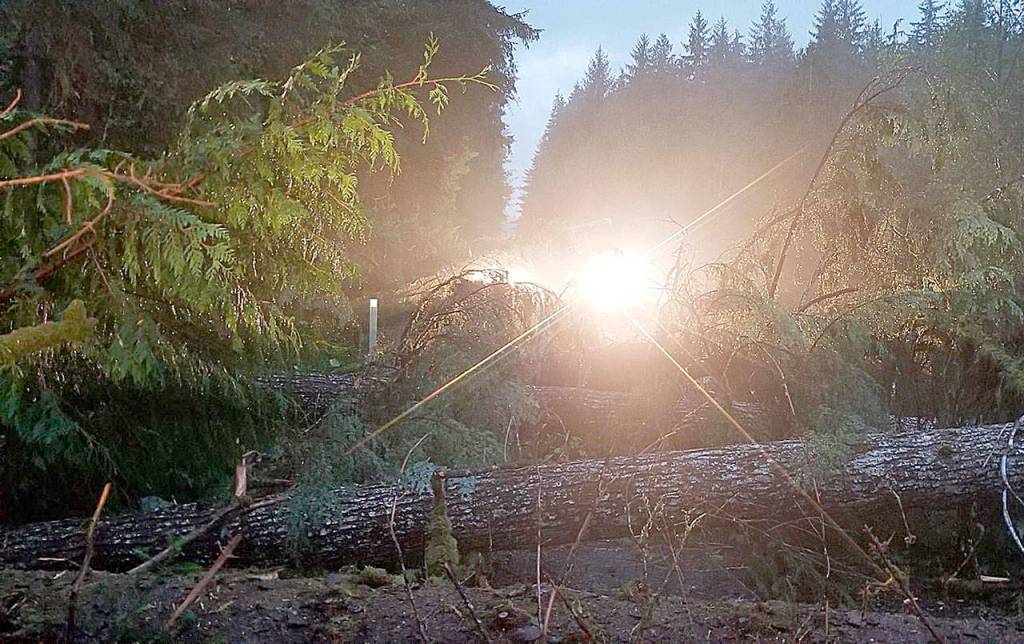 COURTESY NATIONAL WEATHER SERVICE SEATTLE Downed trees after a tornado packing peak winds of 90 mph touched down about five miles southwest of Neilton Saturday morning.