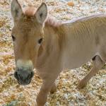 Kurt, the first-ever Przewalski's horse clone, is pictured on on Aug. 28 at the Texas veterinary facility of ViaGen Equine collaborator, Timber Creek Veterinary. (Scott Stine/Courtesy San Diego Zoo)