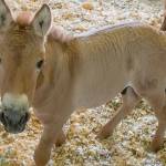 Kurt, the first-ever Przewalskis horse clone, is pictured on on Aug. 28 at the Texas veterinary facility of ViaGen Equine collaborator, Timber Creek Veterinary. (Scott Stine/Courtesy San Diego Zoo)