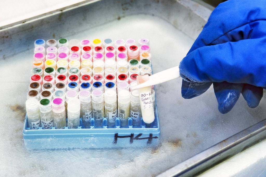 San Diego Zoo Global Scientists inspect cell cultures at San Diego Zoo Globals Frozen ZooAE, a collection of tissue and genetic material that has been collected by conservation researchers since it was founded in 1972. Frozen viable cell cultures from more than 9,000 individual animals, comprising nearly 1,000 species are included in the collection.