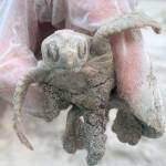 Wildlife experts are celebrating the birth of a rare white sea turtle on Kiawah Island in South Carolina. (Alison Frey/Town of Kiawah Island/TNS)