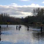 RYAN SPARKS | THE DAILY WORLD Anglers fish for salmon on the Satsop River late Thursday afternoon.