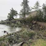 SUSAN CONNIRY PHOTO 
The bay side of Ocean Shores was not spared from this weeks high surf. Large trees were brought down at the end of Mariner Court and the eroding shoreline is threatening homes.