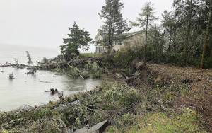SUSAN CONNIRY PHOTO 
The bay side of Ocean Shores was not spared from this weeks high surf. Large trees were brought down at the end of Mariner Court and the eroding shoreline is threatening homes.