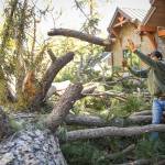 Craid Kohlruss/The Fresno Bee 
Contactor Tyler Papike helps clear a fallen ponderosa tree in front of a home he was working on in Californias Bass Lake area after strong winds rip through the area overnight on January 19, 2021.