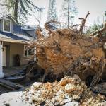 Craid Kohlruss/The Fresno Bee 
Powerful winds, known as Mono winds, reached higher-than-normal levels  in some places, over 100 mph  and resulted in unprecedented, widespread devastation. Hundreds of trees in the Sierra Nevada were toppled Monday night into early Tuesday, and dozens of homes and vehicles were crushed in rural mountain towns.