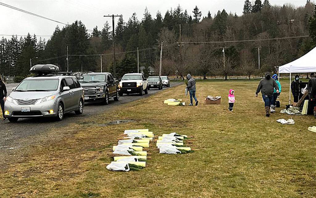 COURTESY PHILIP STIELSTRA
Some of the 111 cars that came through the Elma Fairgrounds March 20-21 to pick up 1,700 California redwood and giant sequoia seedlings.