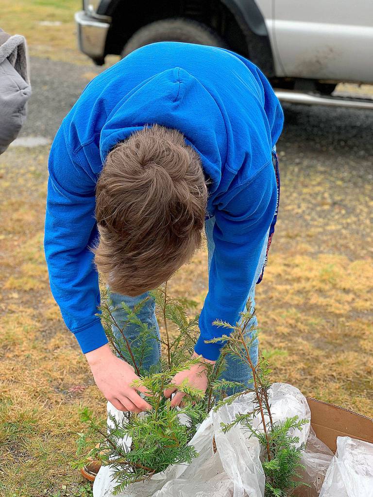 TYLER RENZ | ELMA FFA ADVISOR 
Elma FFA volunteer Sam Gillis preps seedlings for distribution during the California redwood and giant sequoia giveaway in Elma March 20 and 21.