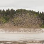 Photo provided by Rick Moyer
2018 Shorebird Festival birds.