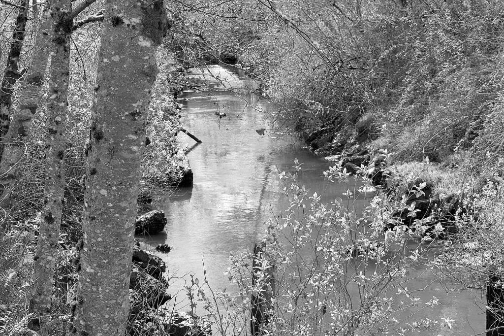 DAN HAMMOCK | THE DAILY WORLD
As plans continue for Fry Creek restoration, a new and improved pump station for the flood-prone creek between Aberdeen and Hoquiam could be constructed soon if $14 million in state capital budget funds survives final negotiations in the Legislature.