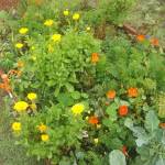 Intensive gardening is an integrated pest management method that allows for maximum production in a minimal amount of space.