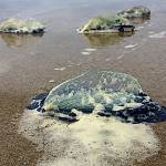 COURTESY UNIVERSITY OF WASHINGTON 
By-the-wind sailor jellyfish use a stiff, translucent tail to skim across the water.