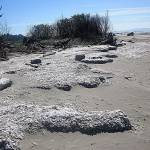 COURTESY UNIVERSITY OF WASHINGTON 
By-the-wind-sailor jellyfish can wash up on beaches in the trillions.