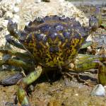 EMILY GRASON / WASHINGTON SEA GRANT
Despite its name, the European green crabs distinguishing feature is not its color, but the five spines to the outside of the eye on the shell.