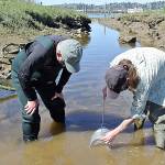 LEE FIRST | TWIN HARBORS WATERKEEPER 
Local volunteer Craig Zora, left, and Washington Sea Grant Crab Team coastal specialist Alex Stote set a trap on the south side of Grays Harbor near the old Saginaw Mill site in south Aberdeen to monitor for invasive European green crab.