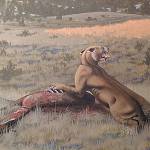 An artists depiction of Machairodus lahayishupup eating Hemiauchenia, a camel relative. The image is part of a mural of the Rattlesnake Formation of central Oregon, where fossils of the newly identified species have been found. The mural is exhibited at John Day Fossil Beds National Monument, part of the National Park Service. (Image courtesy of Ohio State Univ.)