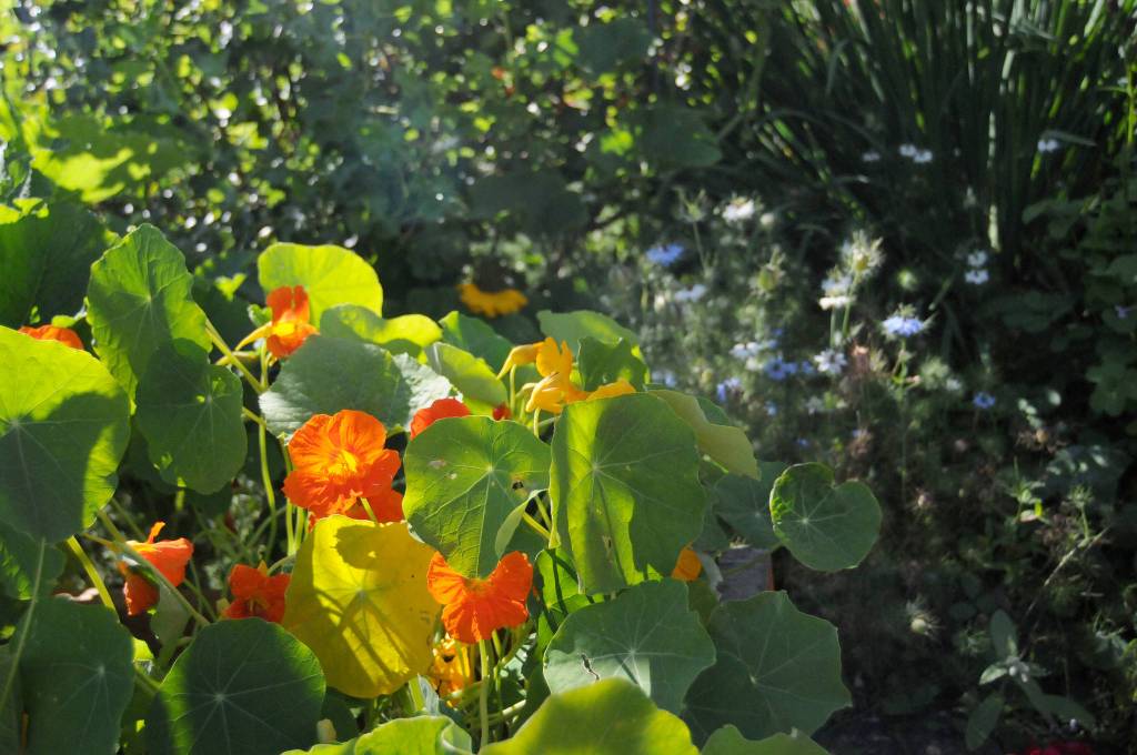DAVE HAVILAND | THE DAILY WORLD The WSU Master Gardeners Demo Garden is ready to get Truckin Back to the Fair at the Grays Harbor County Fair