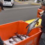 DAN HAMMOCK | THE DAILY WORLD 
Mission Outdoors Washington Tuna Classic volunteer Will Llewellyn tosses a tuna on ice Saturday. A good portion of the tuna caught at the event was donated for processing at nearby Merinos Seafood, canning and distribution to local food banks.