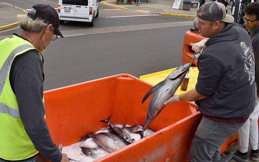 DAN HAMMOCK | THE DAILY WORLD 
Mission Outdoors Washington Tuna Classic volunteer Will Llewellyn tosses a tuna on ice Saturday. A good portion of the tuna caught at the event was donated for processing at nearby Merinos Seafood, canning and distribution to local food banks.