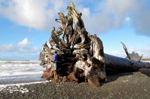 After a storm, the sun sometimes emerges at First Beach in La Push, on Washington's Olympic Peninsula, where a visitor clambers on massive driftwood. Kristin Jackson | Seattle Times