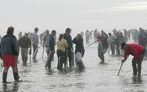 Courtesy of Department of Fish and Wildlife 
Nine straight days of razor clam digging at select beaches begins Sept. 17, 2021. High populations have allowed the limit to be raised from 15 to 20.