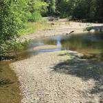 Low water conditions on the Salmon River, a tributary of the Queets River, in 2019, which was a similarly dry year to 2021. (Courtesy Department of Ecology)
