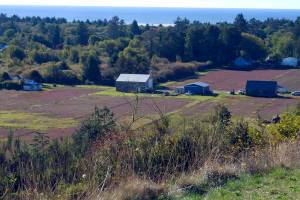daily world File photo 
Its cranberry harvest time in the bogs along the South Beach, and the annual Cranberry Harvest Festival celebrates the season Oct. 9-10.