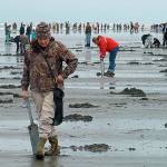 Courtesy of state Department of Fish and Wildlife 
More than 50,000 diggers took more than 900,000 razor clams during the nine-day dig from Oct. 3-11, 2021. The current seven-day opener runs through Monday, Oct. 25, 2021, at select beaches for evening digs.