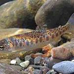 NOAA photo 
The Washington State Department of Ecology is looking for feedback on rule changes to better protect all salmonids, including improved oxygen for early life stages.