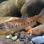 NOAA photo 
The Washington State Department of Ecology is looking for feedback on rule changes to better protect all salmonids, including improved oxygen for early life stages.