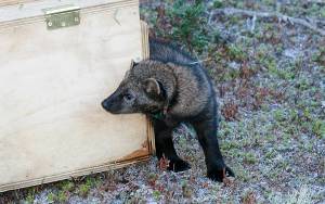 Courtesy of National Park Service, file photo
Fishers were released in the north end of the Olympic National Park on Nov. 5, 2021. This photo is from a previous release in October 2010.