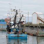 DAN HAMMOCK | THE DAILY WORLD 
The Tani Rae drops off live anchovies at the Westport Marina. The anchovies are stored in net pens for sale as bait for charter boats.